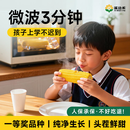新鲜黄糯玉米微波炉加热即食速食半成品儿童学生早上吃的美食早餐