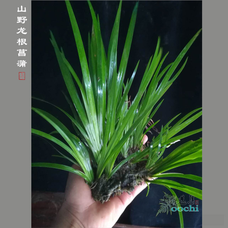 山野选集 龙根菖蒲养龟生态缸植物素材喜阴耐水泡多年老根石菖蒲