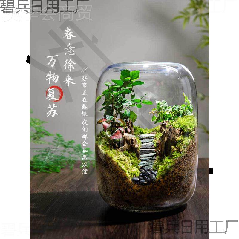 桌生面景微GJH观命之树生态瓶创栽意盆办公室绿植成品盆景好养活