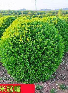 大叶冬球球型ARY四青季常地栽耐寒球形绿植青圆球花卉庭形院围墙