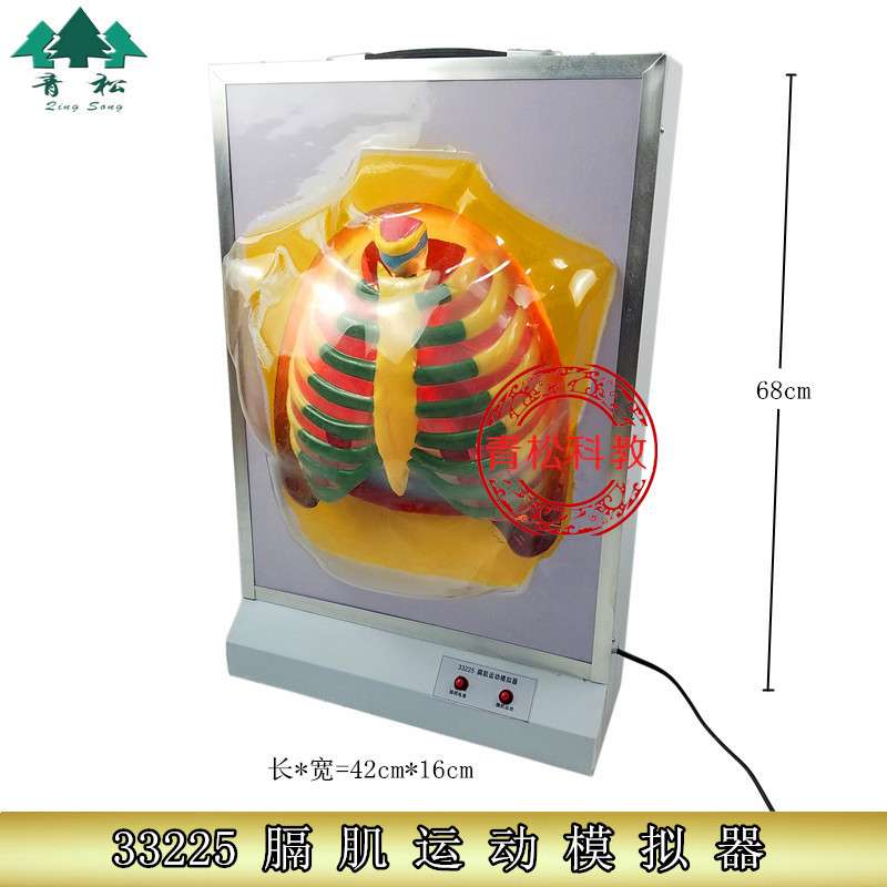 33225膈肌运动模拟器 肺工作模型装置 肺呼吸模型电动式 教学仪器