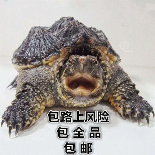 苗鳄龟凶鱼猛鳄龟鳄n龟爆刺杂佛纯佛宠鳄物龟观赏龟北美小龟新款