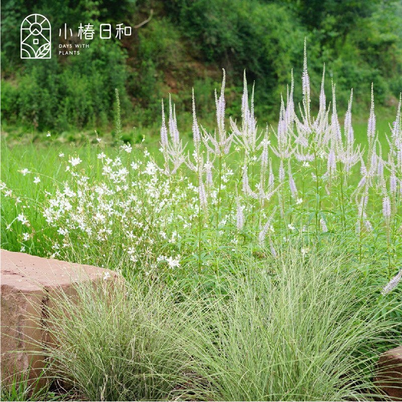 小椿日和 北美腹水草粉色花花境植物耐热耐寒多年生花卉庭院盆栽