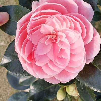 精品茶花六角大红品种正黄旗紫玫瑰等多样盆栽花卉绿植室内外庭院
