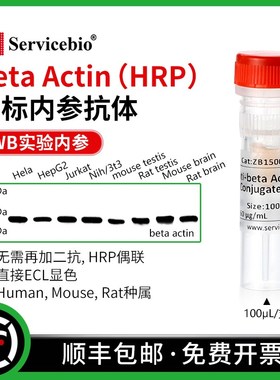 赛维尔 beta Actin 直标内参抗体 HRP偶联WB无需二抗 直接ECL显色