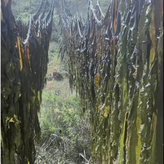 南日岛人家有机日晒干海带干货 高泡发 软糯香甜 营美味煲汤
