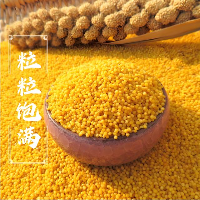 【大金苗黄小米】5斤黄小米内蒙金苗赤峰小米煮粥米油丰厚软糯香