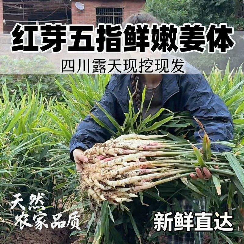 【四川自贡五宝镇】 红芽竹根姜仔姜农家新鲜五指嫩姜川姜产地直