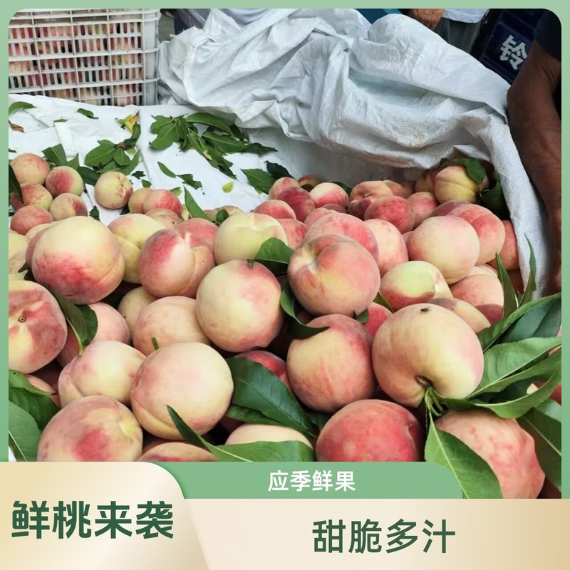 山西运城【红不软】树上熟现摘现发红不软脆蜜桃清甜可口