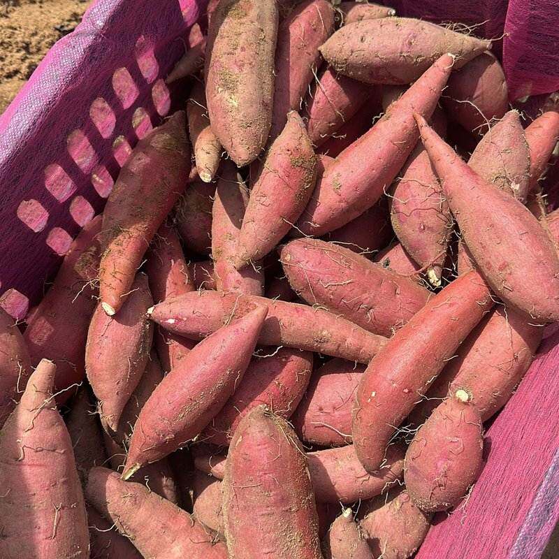 (软糯蜜甜)精品农味昌云南榴莲蜜薯软糯香甜新鲜金黄果心农食红