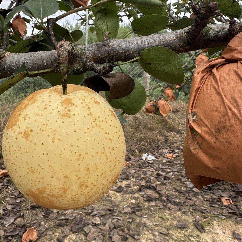 湖北广水黄金梨脆甜无渣新鲜当季水果皮薄多汁爽口