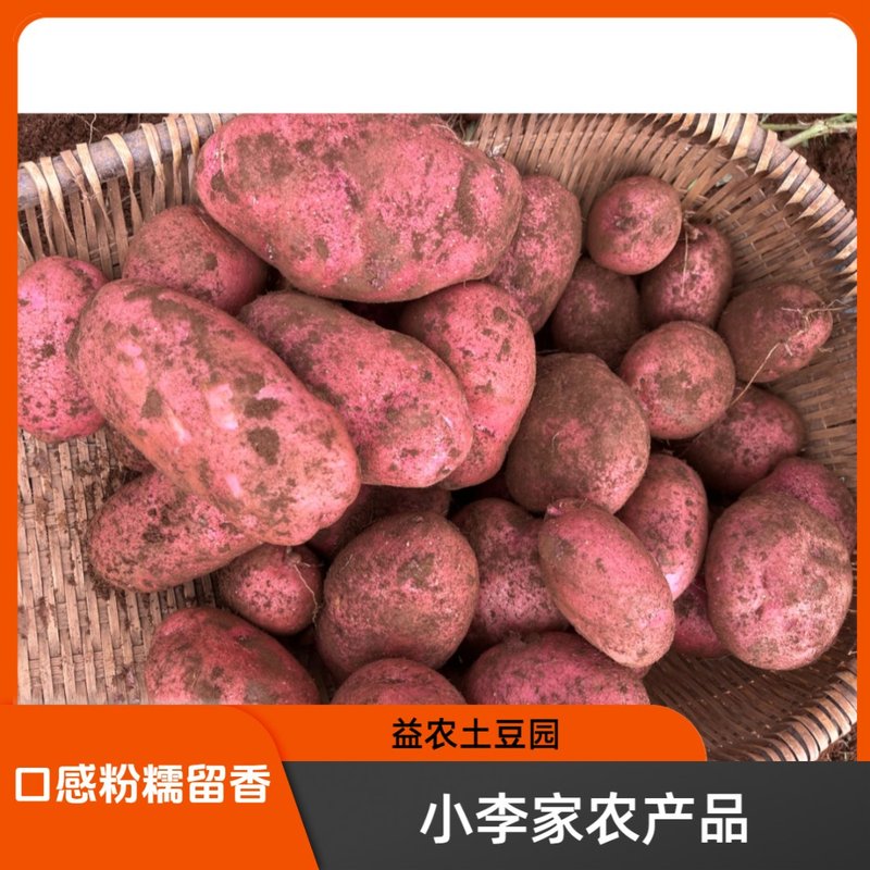 云南新鲜土豆，云南洋芋露天种植红皮黄心土豆地里现挖新鲜土豆