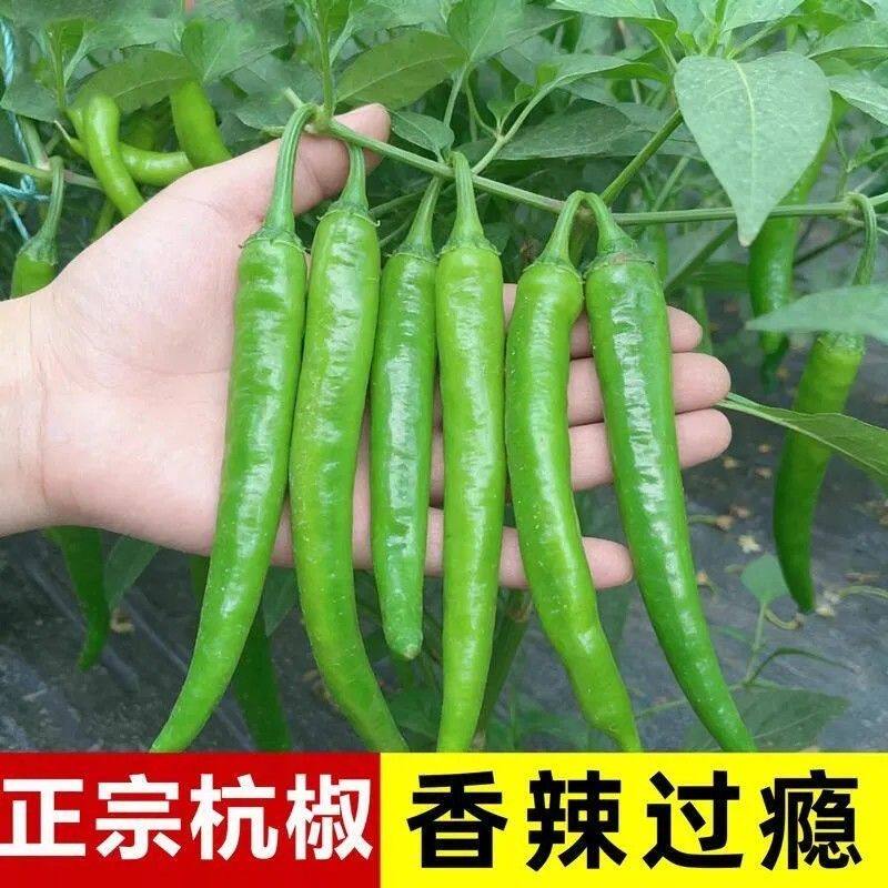 【特特辣】农家杭椒薄皮小青椒 高辣 新鲜现摘虎皮辣椒剁椒泡椒