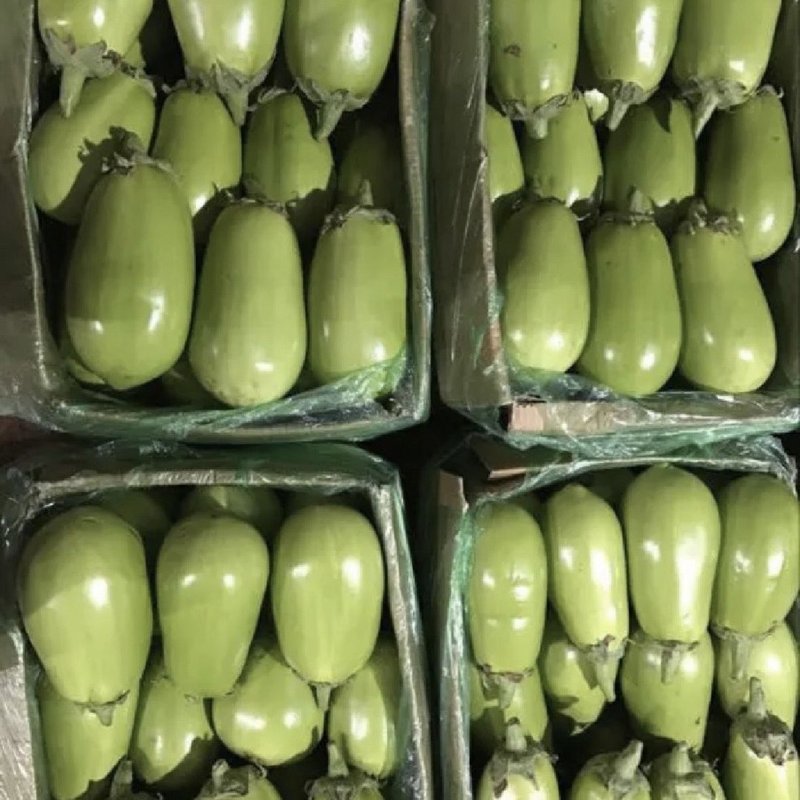 河南新鲜青皮绿茄子青茄子现摘现发绿色农家自种当季可生吃时