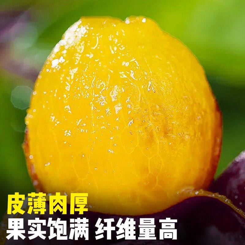 正宗新鲜大西梅当季西梅新鲜水果鲜果整箱四川汉源西梅坏果包赔