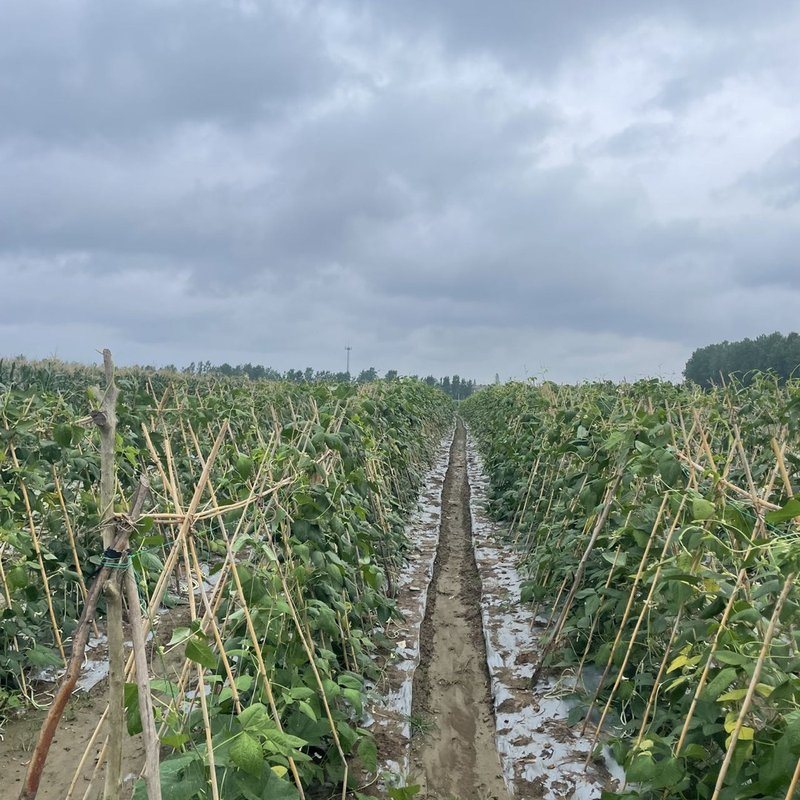 湖北农家自种长豆角正宗新鲜白豆角现摘现发豇豆角长豇豆