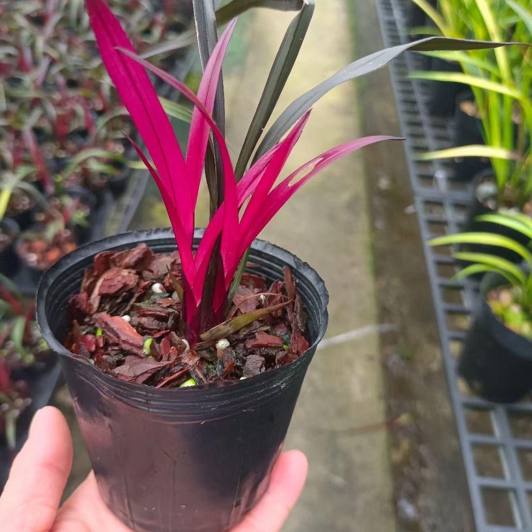 兰花建兰红草红荷高档兰花苗浓香花卉网红草小盆栽特级荷瓣花正宗