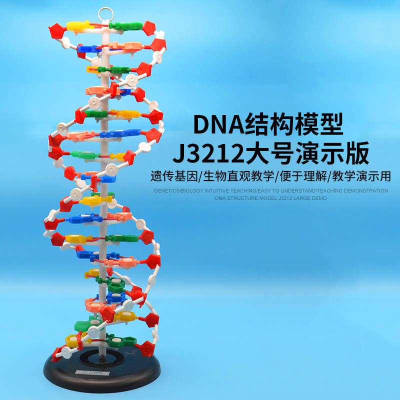 DNA结构模型/大号J33306双螺旋60公分高中碱基对遗传基因生物教学