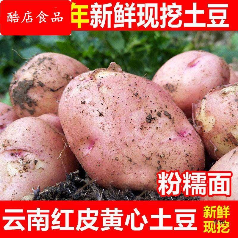云南土豆新鲜现挖红皮黄心土豆10/3斤小土豆种洋芋农家自种