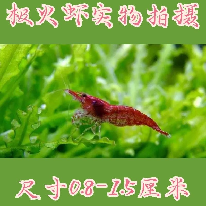鲜活观赏虾水族除藻虾易繁殖草缸混养工具虾商家拿货实体店进货