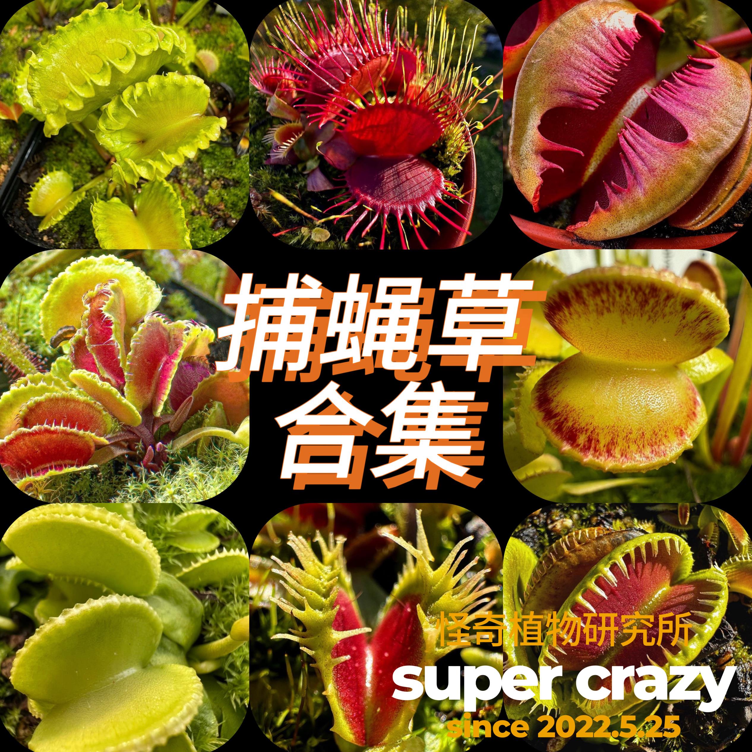 捕蝇草合集趣味食虫植物微景观雨林缸生态造景素材