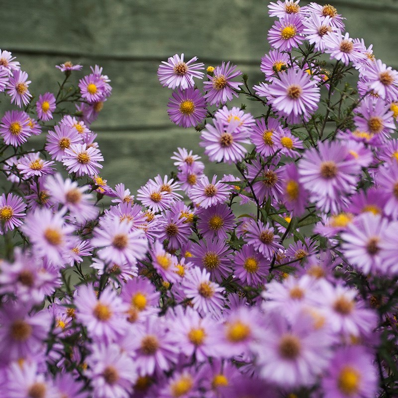 四季重瓣荷兰菊花紫菀小卡罗盆栽伊娃蓝宝石宿根多年生庭院绿化苗
