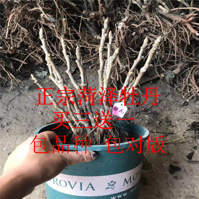 牡丹花苗正宗观赏牡丹盆栽花卉庭院室外阳台植物室内四季好养大花