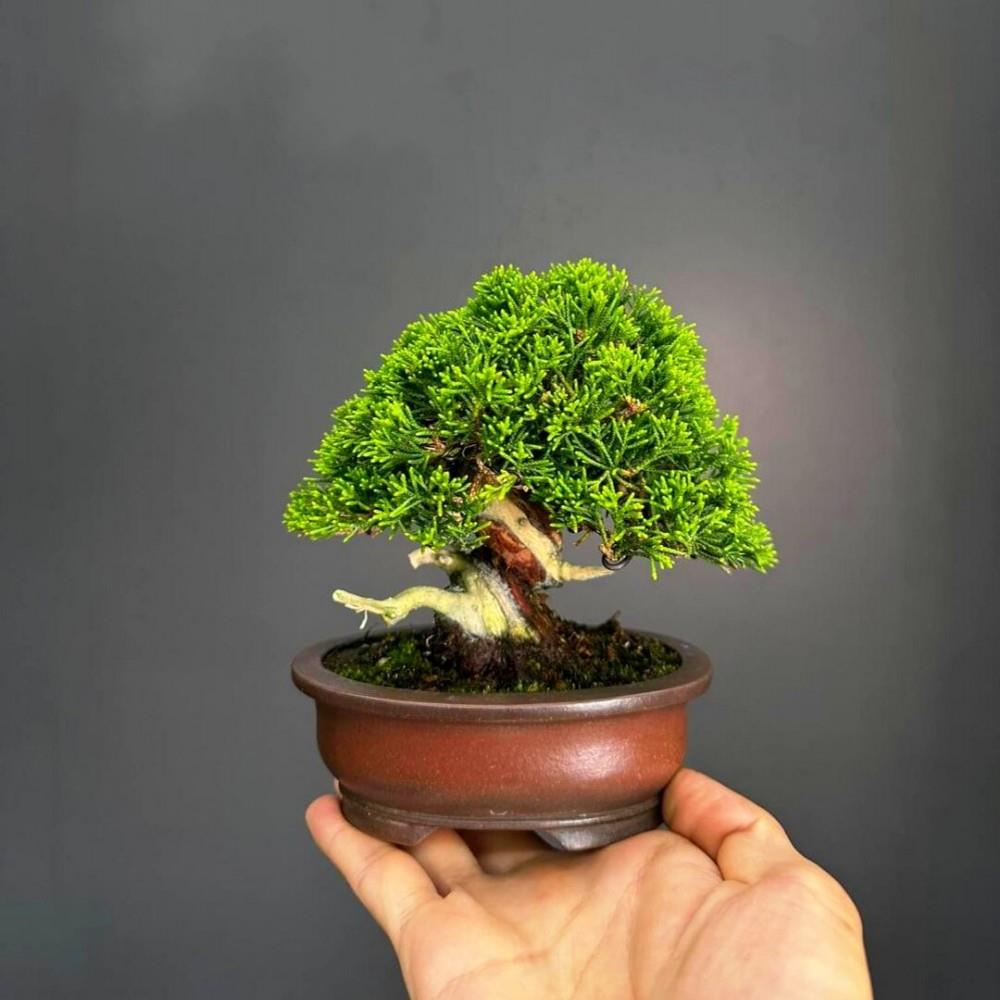 宫阪系鱼川真柏老桩盆景室内植物办公室阳台盆栽一物一拍基地直销