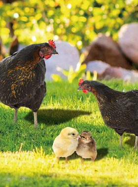 甄选YKLU239跨境立体公鸡母鸡小鸡庭院地插yard art花园户外装饰