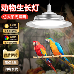 鹦鹉专用太阳灯led全光谱uvb补钙灯鸟类宠物禽畜养殖场专用生长灯