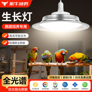 鹦鹉补光灯太阳灯led全光谱uvb补钙灯鸟类宠物禽畜养殖场生长灯
