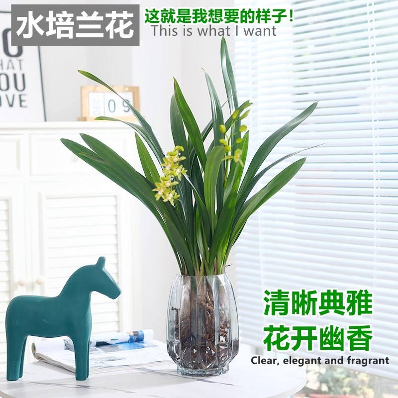 水培植物兰花墨兰石斛兰盆栽客厅室内桌面蝴蝶兰水养绿植盆景花卉