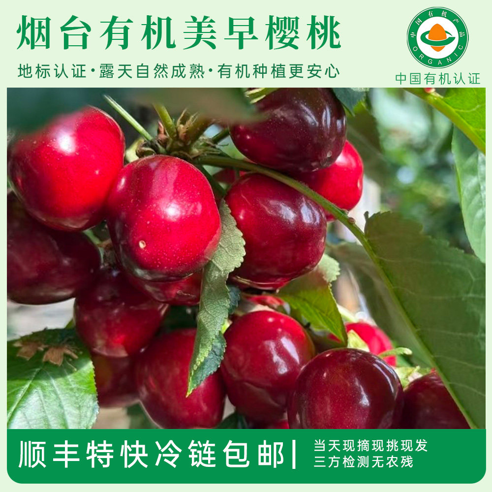 烟台有机美早樱桃车厘子美早樱桃中大果脆甜多汁当季新鲜水果2斤