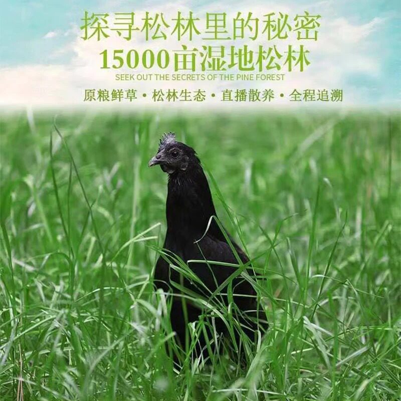 山土御品有机散养土鸡五黑鸡新鲜散养厂家直发煲汤沙拉炖煮营养