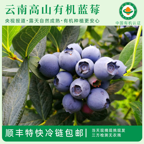 云南高山有机蓝莓脆甜爆浆水果沙拉酸奶当季水果露天土培不催熟