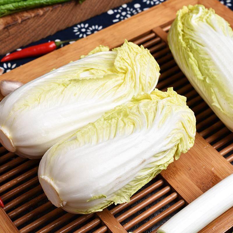 甘肃祁连山露天黄心娃娃菜当季新鲜露天时令蔬菜火锅食材软糯香甜