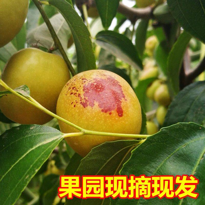 【】大荔冬枣陕西新鲜枣子水果现摘现发脆甜产地直发