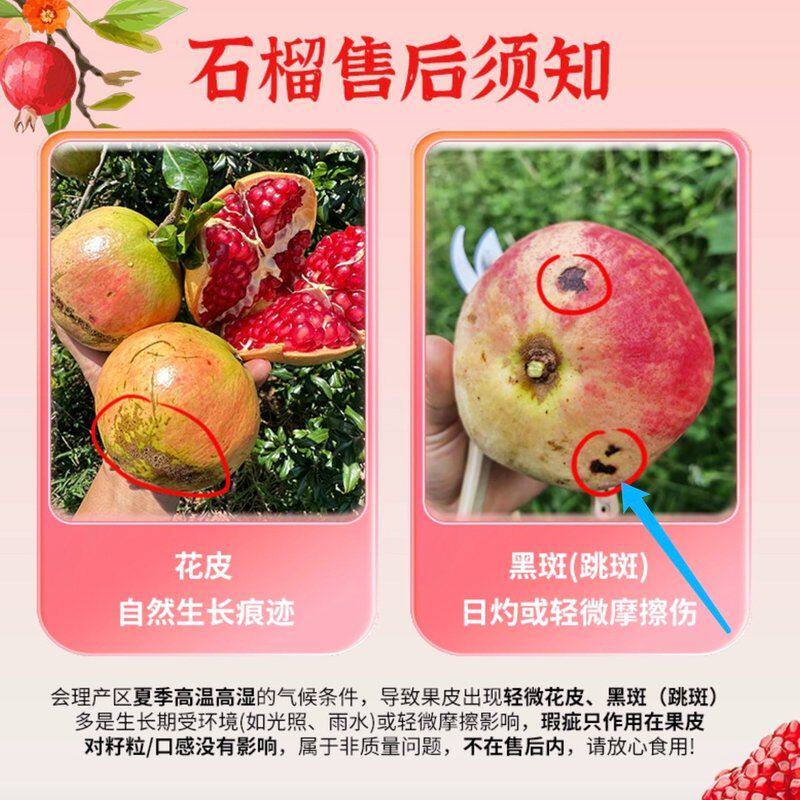 【本来果坊】国产四川大凉山突尼斯软籽石榴 5斤新鲜水果 皮薄多
