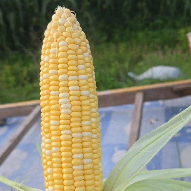 云南金银双色水果甜玉米水果玉米露天种植新鲜现摘可生吃甜脆多汁