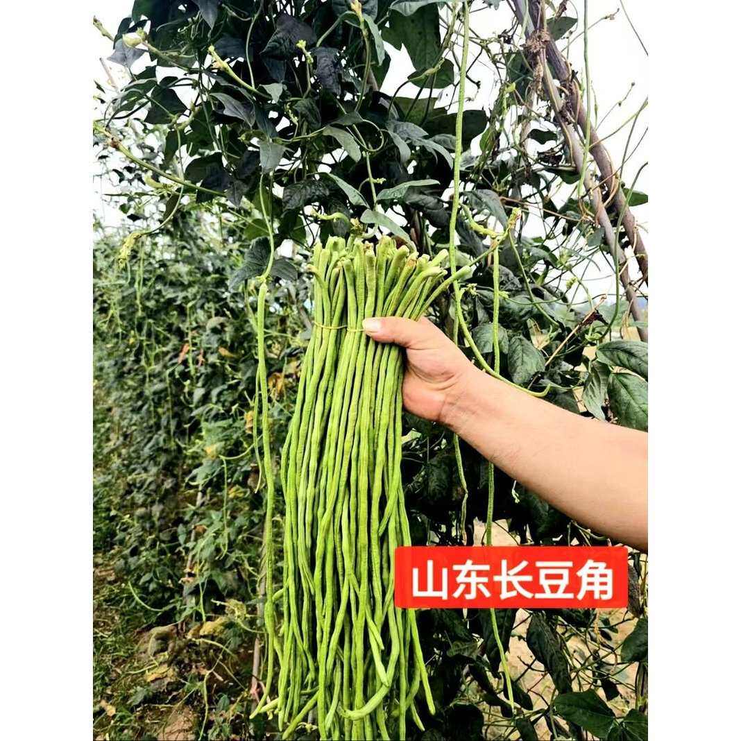 现摘新鲜长豆角当季豇豆豆角子脆嫩爽口可做泡菜的营养时令蔬菜