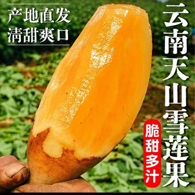 云南天山雪莲果黄心新鲜现挖脆甜多汁当季应季清甜水果