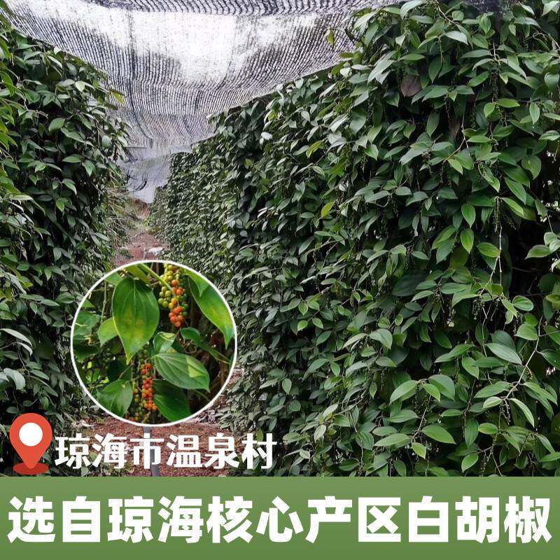 正宗纯正白胡椒粉家用商用煲汤去腥香调味料烧烤调味品腌料产