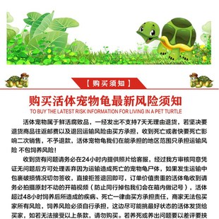 白化佛鳄龟黄化佛鳄魔眼佛鳄中美拟鳄龟观赏龟宠物龟鱼缸深水观赏