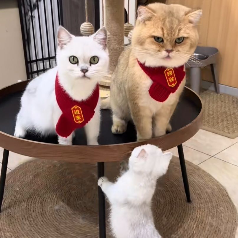 圣诞新年宠物喜庆红色保暖围巾