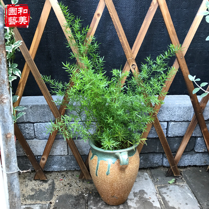 天门冬盆栽  武竹 丝冬 蓬莱松 多年生耐热耐寒 常绿灌木 包邮