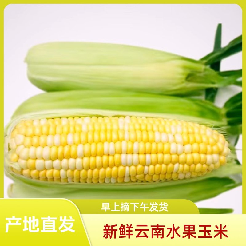 【钓鱼专用款】云南新鲜水果玉米爆浆甜脆玉米食用即食天然香甜图片