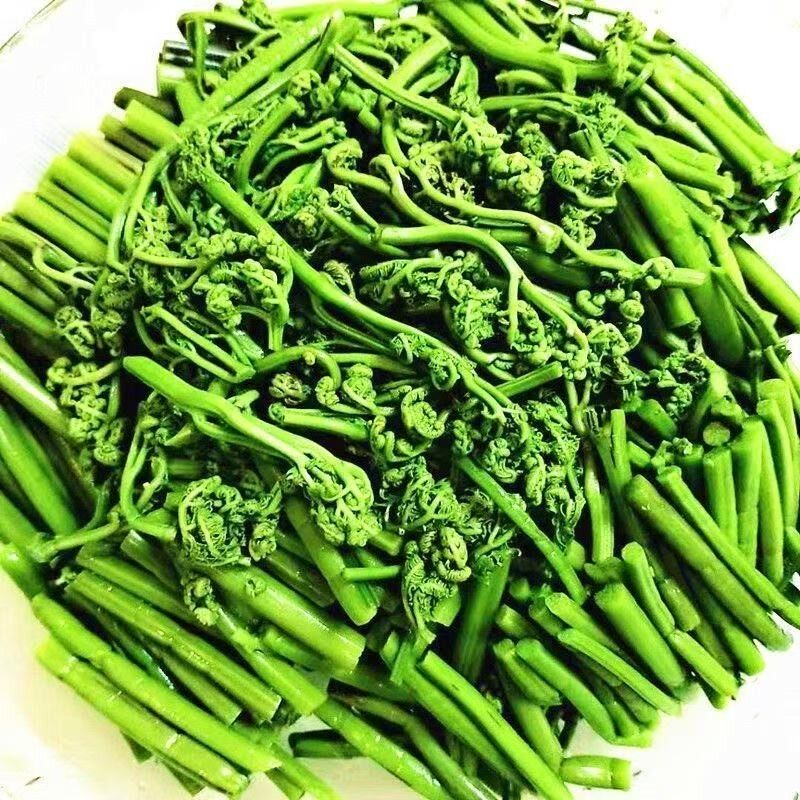 东北特产蕨菜新鲜山野菜450g/袋味道鲜美营养丰富爆炒煎炸凉拌
