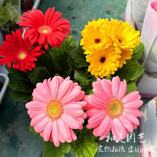 高杆扶郎花成品带花发 进口非洲菊 庭院阳台太阳花盆栽 父亲花