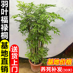 福禄桐盆栽羽叶金钱兜客厅四季常青大型老桩绿植盆景招财乔迁植物
