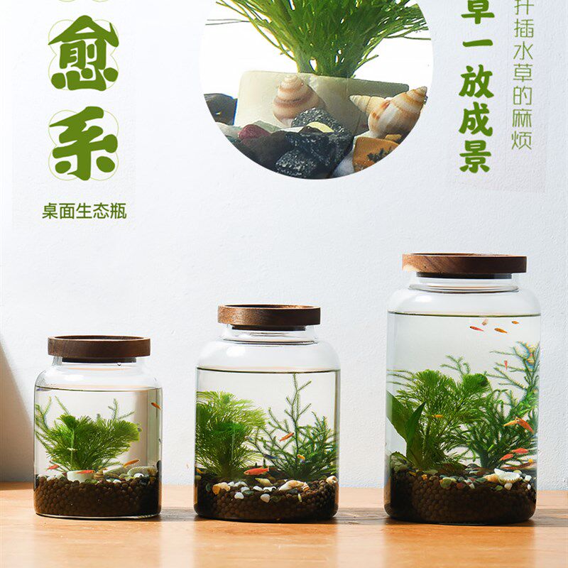 新品生态瓶水草小鱼缸玻璃办公桌面微景观生日情侣礼物DIY作业免